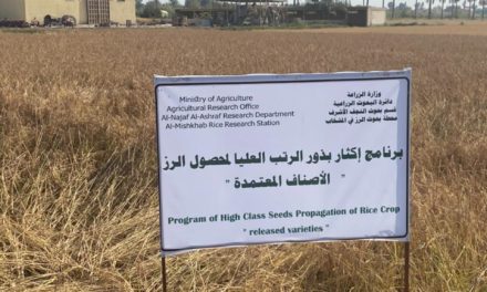 الزراعة تعلن استنباط أصناف جديدة من “الرز” عالية الانتاجية