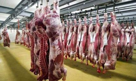 إتلاف لحوم غير صالحة للاستهلاك البشري وإحالة المخالفين للقضاء في واسط