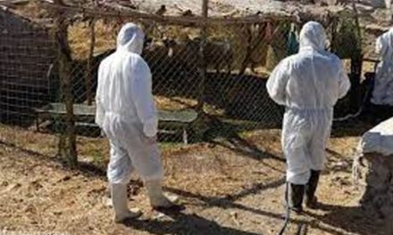 الديوانية تعلن السيطرة على الحمى النزفية وتطالب بفتح مجازر جديدة